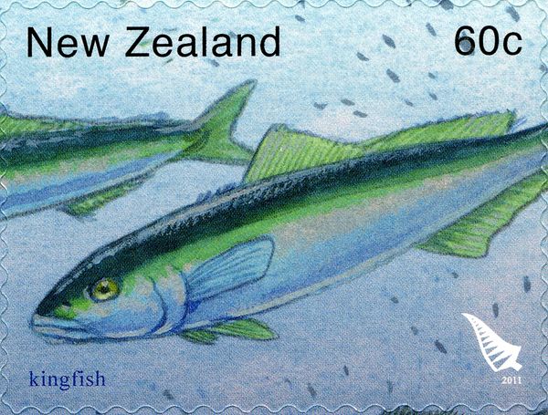 Yellowtail Kingfish (Seriola lalandi) 