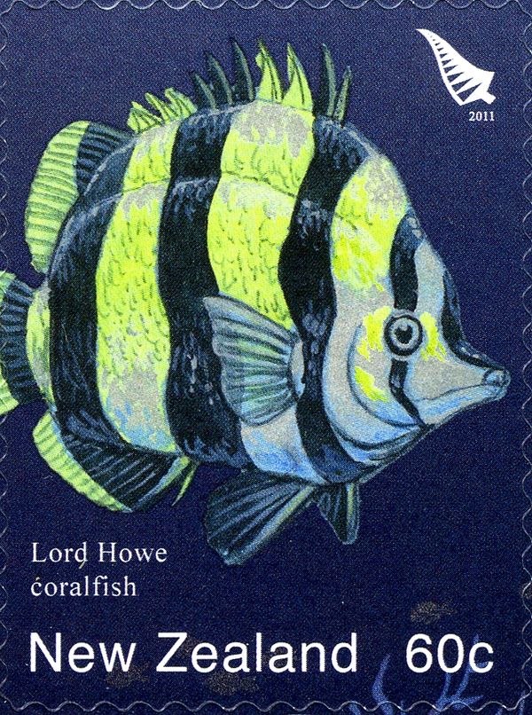 Lord Howe Butterflyfish (Amphichaetodon howensis)