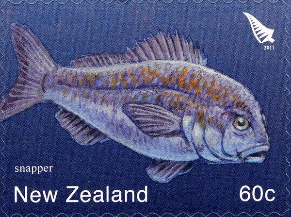 Snapper (Lutianus sp.)