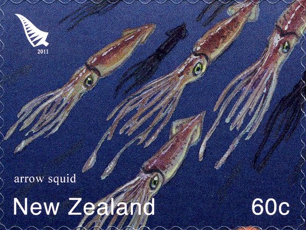 Arrow Squid (Loligo plei)