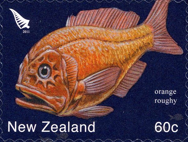 Orange Roughy (Hoplostethus atlanticus)