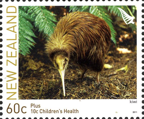 North Island Brown Kiwi (Apteryx mantelli)