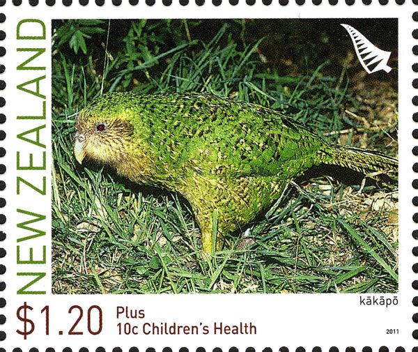 Kakapo (Strigops habroptila)