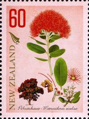 Pohutukawa (Metrosideros excelsa)