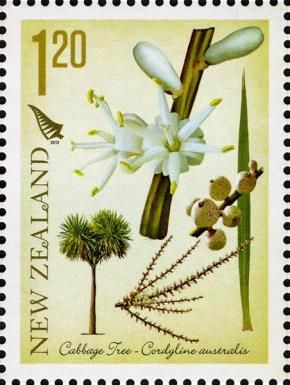 Cabbage Tree (Cordyline australis)