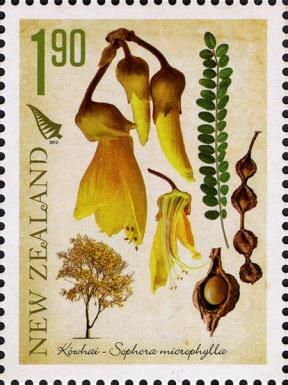 Kowhai (Sophora microphylla)