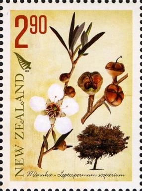 Manuka (Leptospermum scoparium)