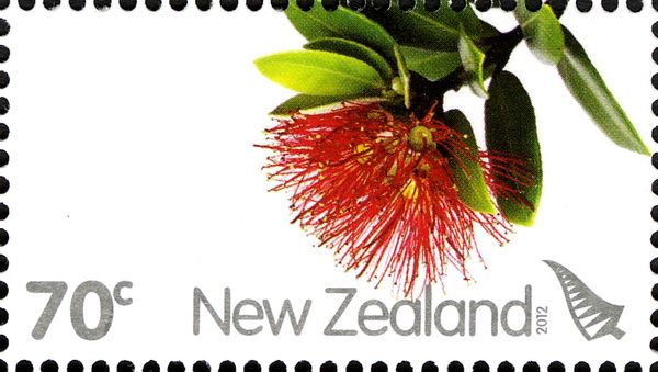 Pohutukawa Flower