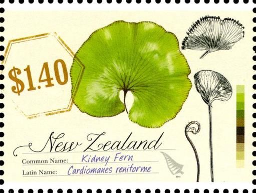 Kidney Fern (Cardiomanes reniforme)