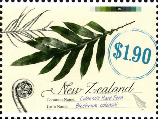 Colenso's Hard Fern (Blechnum colensoi)