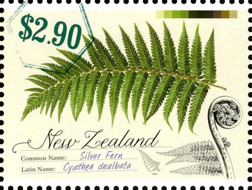 Silver Fern (Cyathea dealbata)