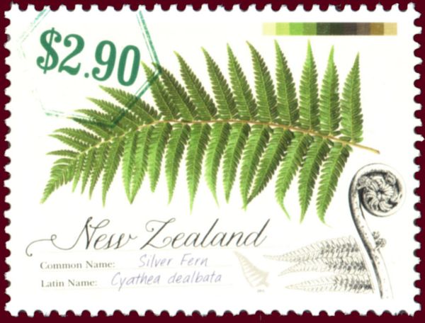 Silver Fern (Cyathea dealbata)