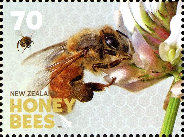 Honey Bee (Apis sp.)
