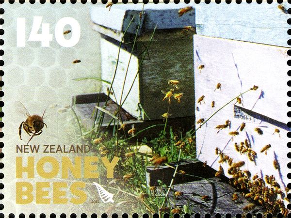 Honey Bee (Apis sp.) - returning to the Hive