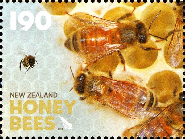 Honey Bee (Apis sp.) - in the Hive