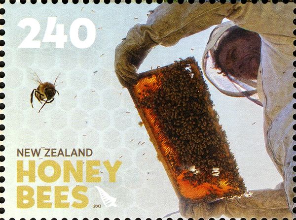 Harvesting the honey