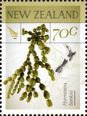 Hormosira banksii