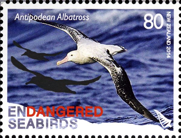 Antipodean Albatros (Diomedea antipodensis)