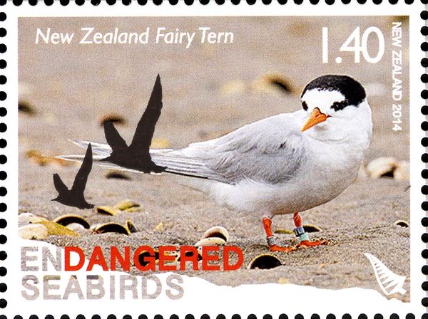 New Zealand Fairy Tern (Sternula nereis)