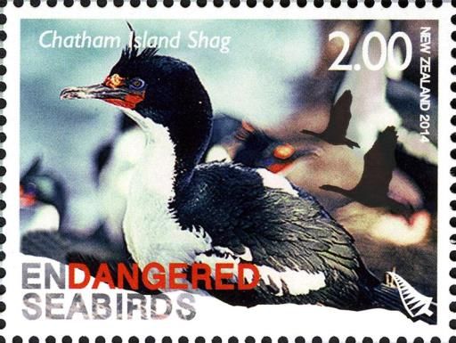 Chatham Island Shag (Leucocarbo onslowi)