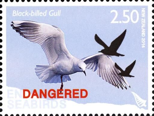 Black-billed Gull (Chroicocephalus bulleri)