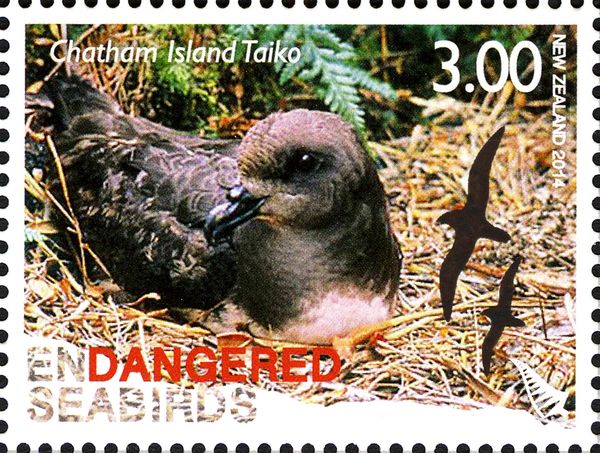 Chatham Island Taiko (Pterodroma magentae)