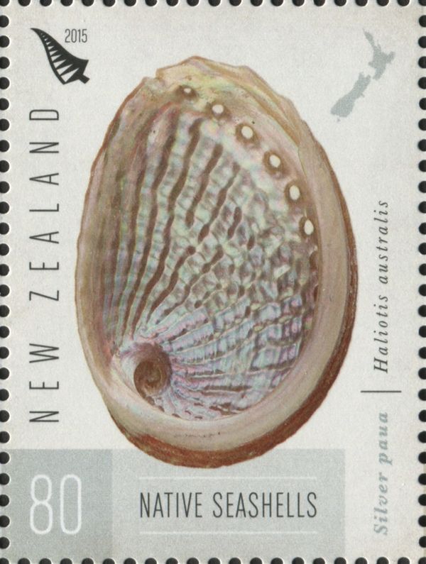 Queen Paua (Haliotis australis)