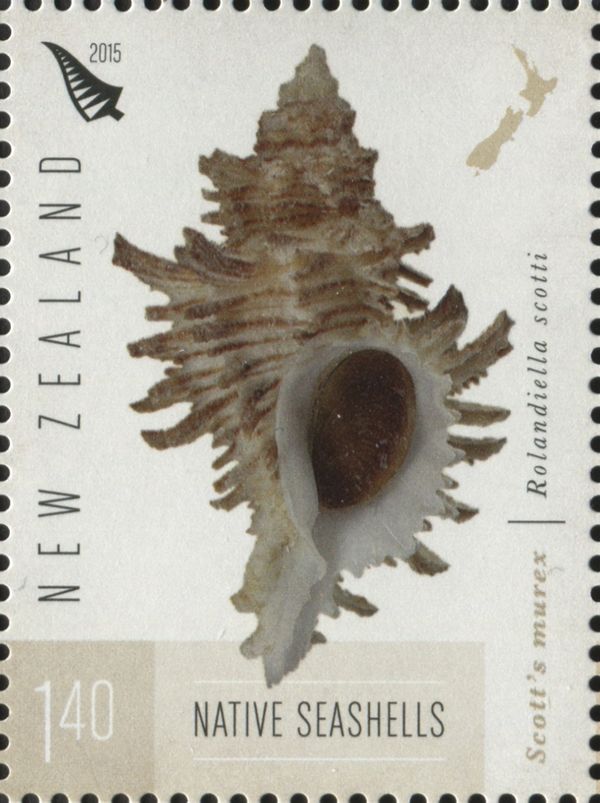 Scott's Murex (Rolandiella scotti)