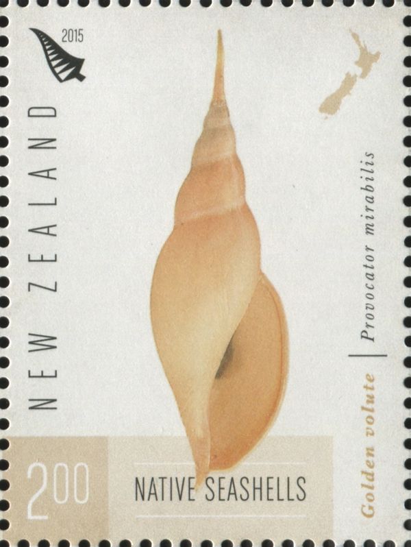 Golden Volute (Provocator mirabilis)