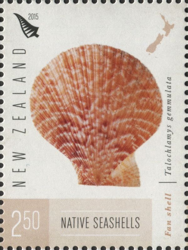 Fan Shell (Talochlamys gemmulata)
