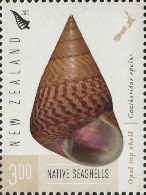 Opal Top Shell (Cantharidus opalus)