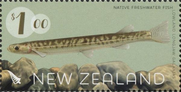 Lowland Longjaw Galaxias (Galaxias cobitinis)