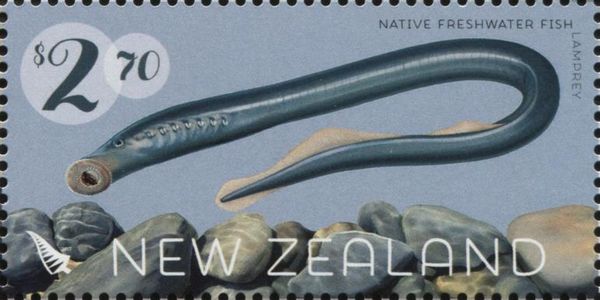 Pouched Lamprey (Geotria australis)