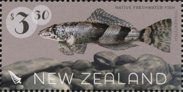 Torrentfish (Cheimarrichthys fosteri)