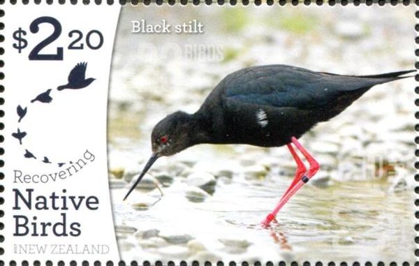 Black Stilt (Himantopus novaezelandiae)