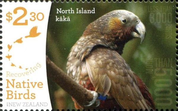 North Island Kaka (Nestor meridionalis)