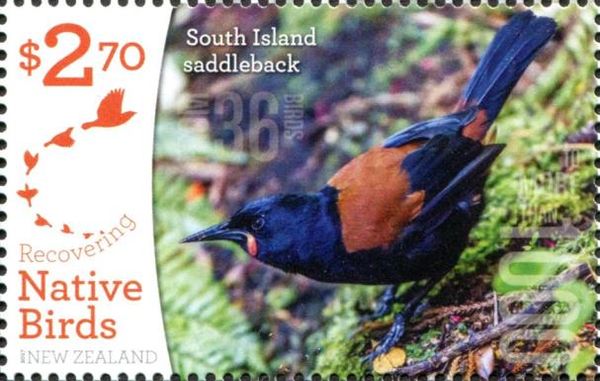 South Island Saddleback (Philesturnus carunculatus)