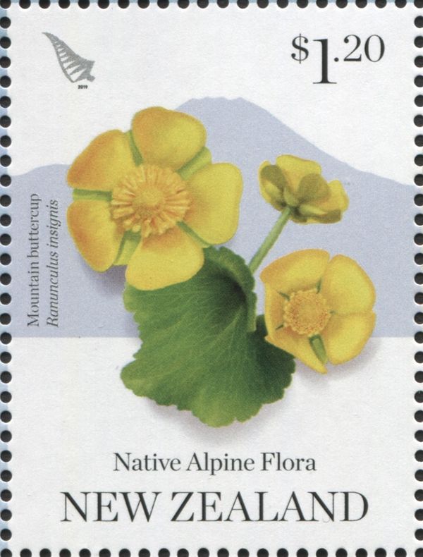 Mountain Buttercup (Ranunculus insignis)