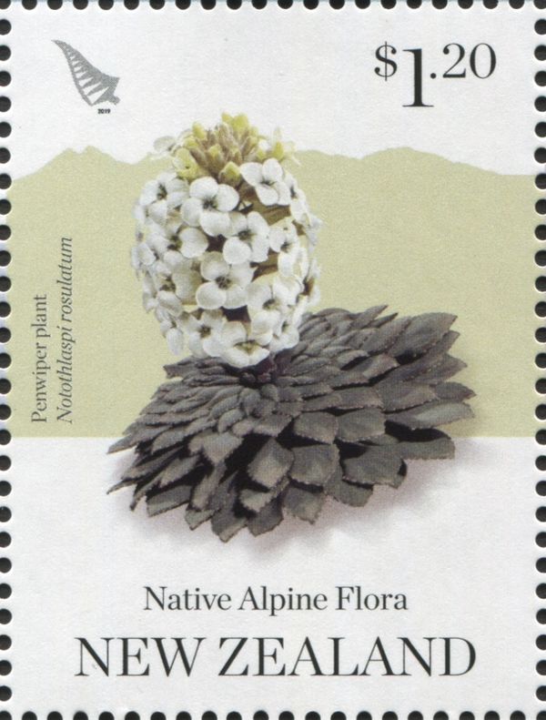 Penwiper Plant (Notothlaspi rosulatum)