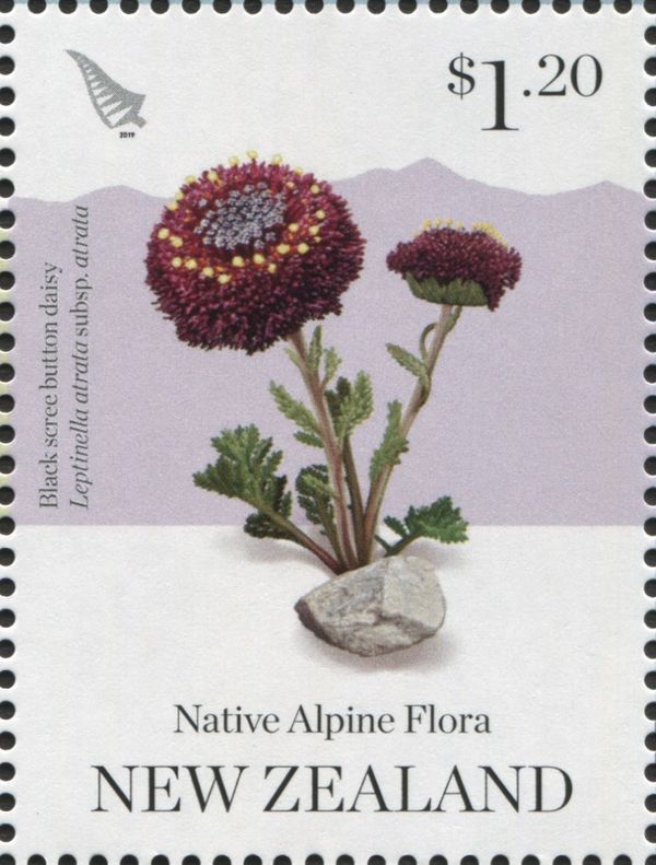 Black Scree Button Daisy (Leptinella atrata subsp. atrata)