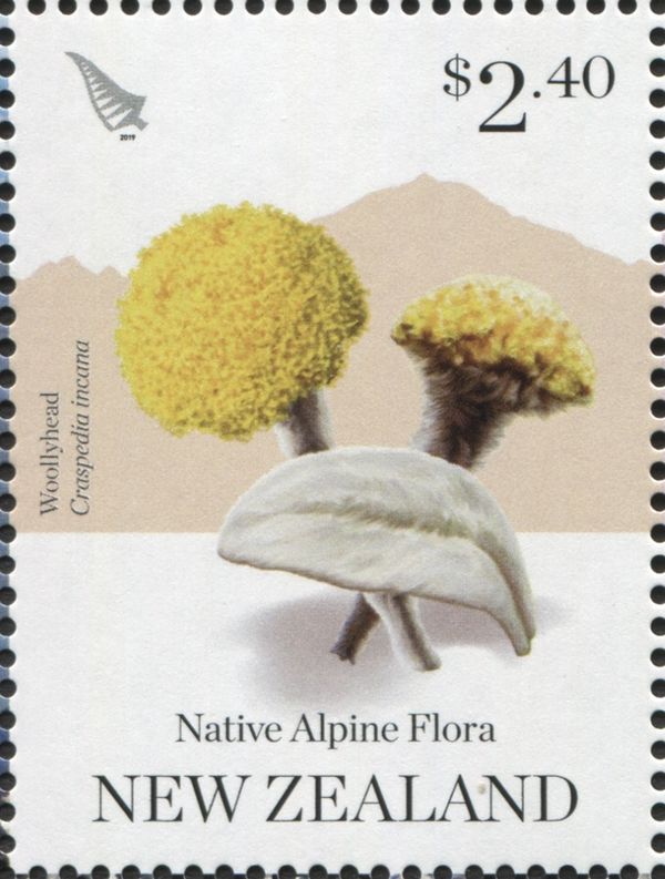 Woollyhead (Craspedia incana)