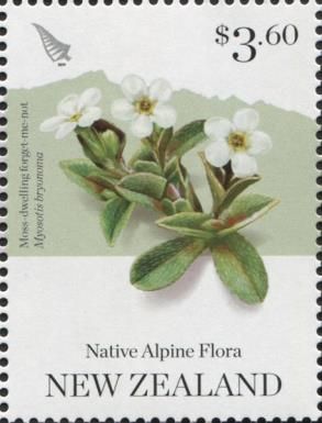 Moss-dwelling Forget-me-not (Myosotis bryonoma)