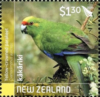 Yellow-crowned Parakeet (Cyanoramphus auriceps)