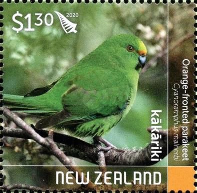 Orange-fronted Parakeet (Cyanoramphus malherbi)