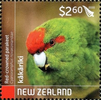 Red-crowned Parakeet (Cyanoramphus novaezelandiae)