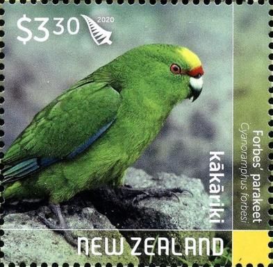 Forbes' Parakeet (Cyanoramphus forbesi)