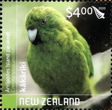 Antipodes Island Parakeet (Cyanoramphus unicolor)