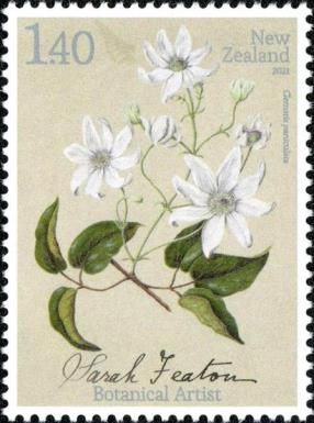 White Clematis (Clematis paniculata)