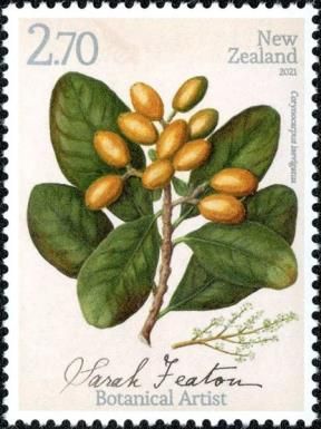 New Zealand Laurel (Corynocarpus laevigatus)