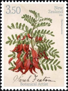 Kākā Beak (Clianthus puniceus)